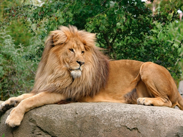 Löwe Matadi auf der Anlage Makasi Simba