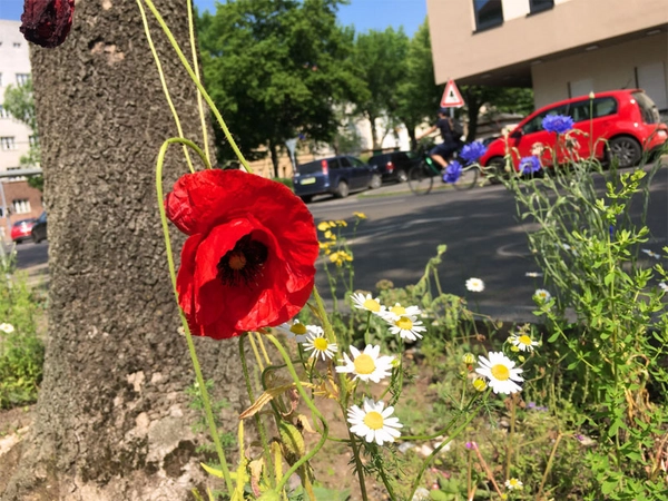 Baumbeet, Foto: Ökolöwe - Umweltbund Leipzig e.V.