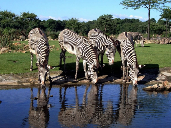 Zebraherde auf der Kiwara-Savanne, Foto: Zoo Leipzig