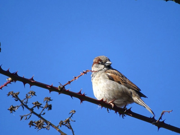 Haussperlinge sind nicht nur auf Nistplätze in Gebäuden angewiesen, sondern auch auf benachbarte Sträucher als Ruheplatz. Foto: Beatrice Jeschke