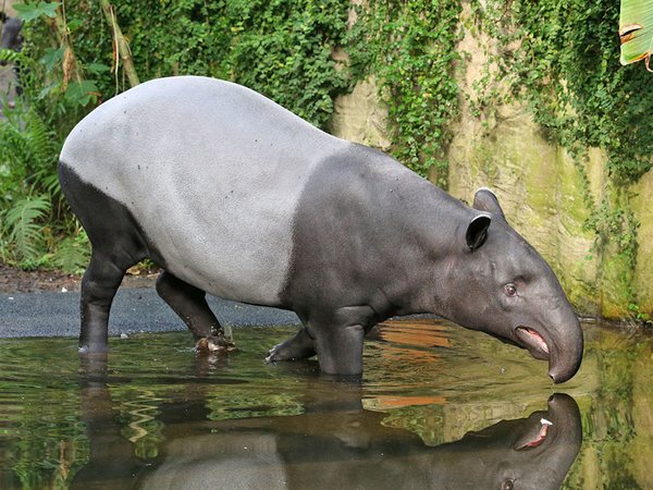 Schabrackentapirweibchen Laila im Badebecken von Gondwanaland, Foto: Zoo Leipzig