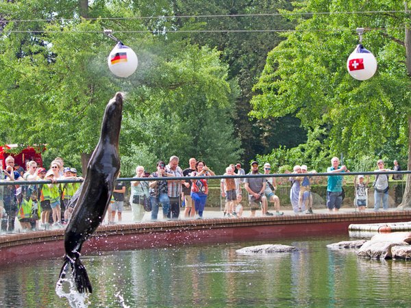 Seelöwin Lio tippt auf Deutschland, Foto: Zoo Leipzig