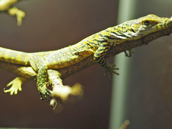 Komodowaran Jungtier, Foto: Zoo Leipzig