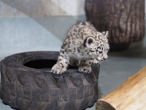 Schneeleoparden-Jungtier, Foto: Zoo Leipzig