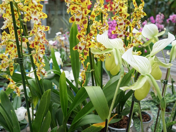 Orchideengärtnereien bieten Pflanzen zum Verkauf an und geben kompetente Informationen und Pflegetipps und gesuchte Pflanzen können auch vorbestellt werden. Foto: Botanischer Garten Leipzig