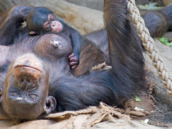 Swela mit dem neugeborenen Jungtier, Foto: Zoo Leipzig