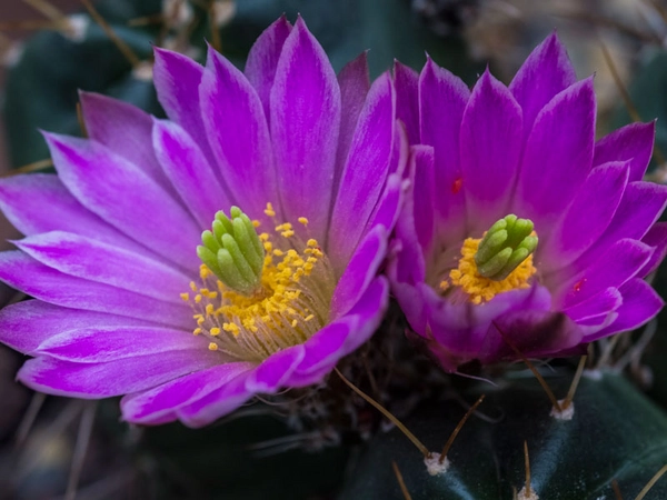 Echinocereus kruegeri, Foto: W. Teschner