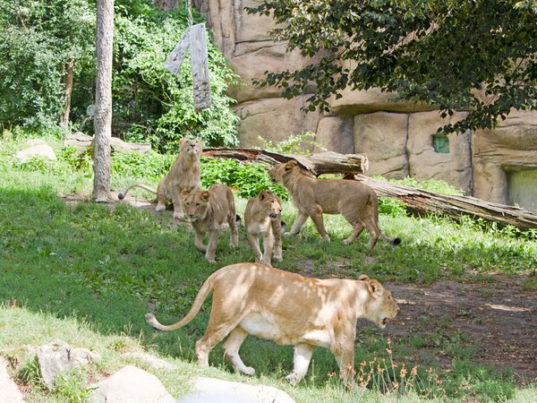 Löwen-Quartett feiert ersten Geburtstag, Foto: Zoo Leipzig