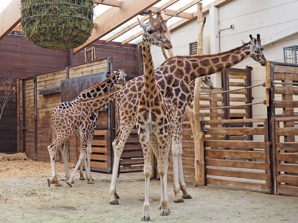 Giraffenkuh Rania im Vordergrund, Foto: Zoo Leipzig