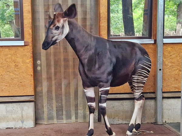 Der neue Okapibulle Laluk ist eingezogen, Foto: Zoo Leipzig