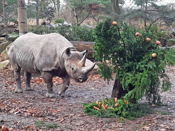 Spitzmaulnashorn im Zoo Leipzig, Foto: Zoo Leipzig