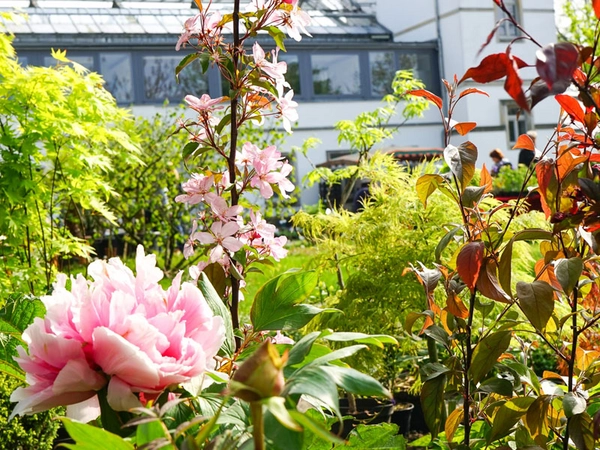 Leipziger Frühjahrspflanzenmarkt im Botanischen Garten, Foto: Botanischer Garten Leipzig